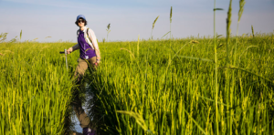 Yasmine Farhat in a rice field in Cambodia